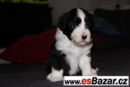 Bearded collie / kolie s PP