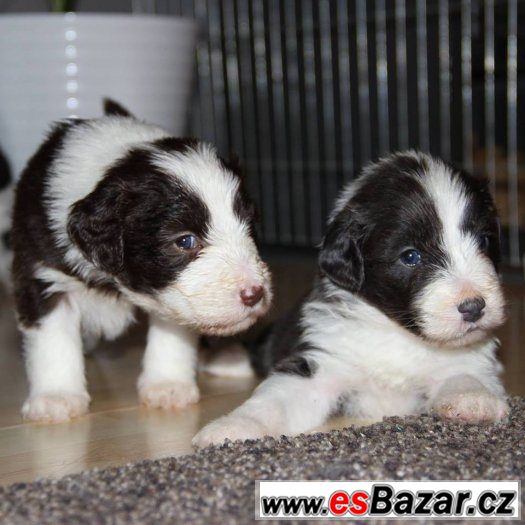 Bearded collie / kolie s PP