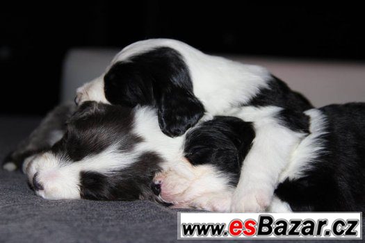 Bearded collie / kolie s PP