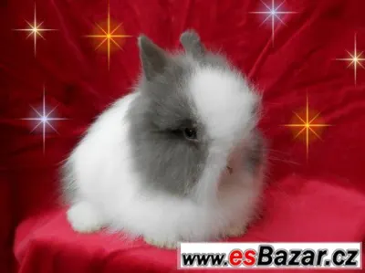 Zakrslý králík, králíček teddy