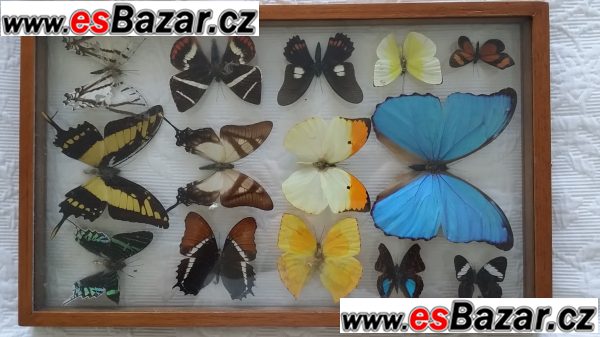 Kolekce ekvádorských motýlů 