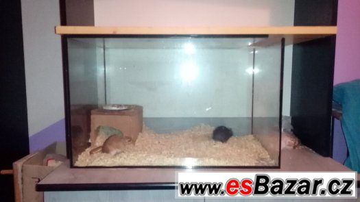 prodam-dva-piskomily-i-s-terariem-nebo-jen-terarium