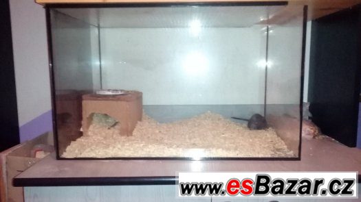 Prodám dva pískomily i s teráriem nebo jen terárium. Prodám dva pískomily i s teráriem nebo jen terárium.