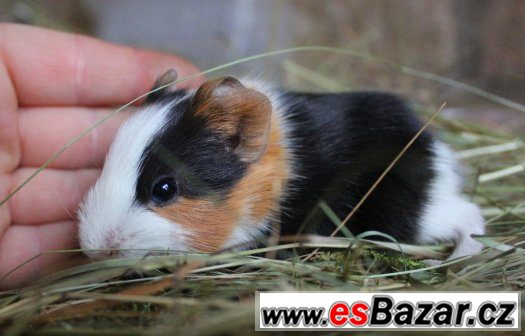 daruji morčátka daruji morčátka