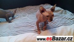 Sphynx kluk bez PP