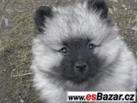 Německý špic vlčí / Keeshond