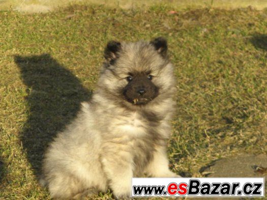 Německý špic vlčí / Keeshond