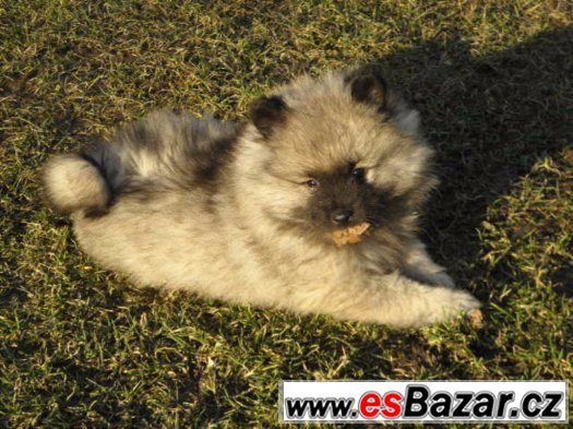 Německý špic vlčí / Keeshond