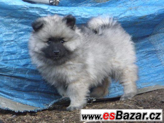 Německý špic vlčí / Keeshond