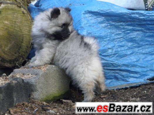 Německý špic vlčí / Keeshond