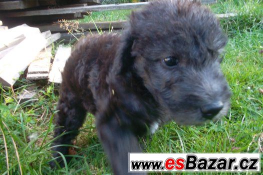 prodam-stene-bedlington-teriera