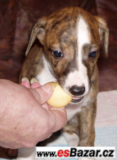 Whippet - Vhipet Whippet - Vhipet