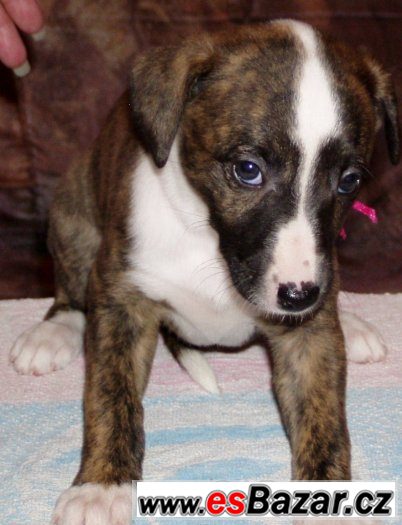 Whippet - Vhipet Whippet - Vhipet