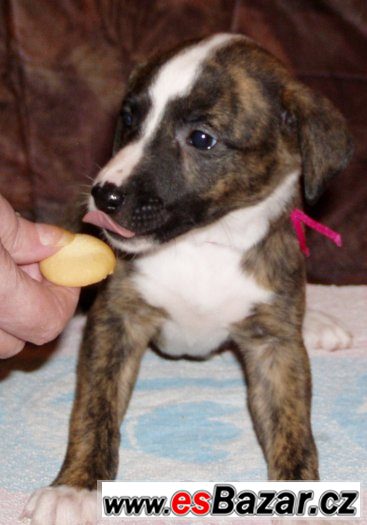 Whippet - Vhipet Whippet - Vhipet
