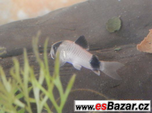 Corydoras fešáček PANDA nesmí chybět v žádné nádrži