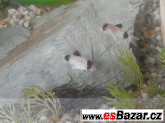 Corydoras fešáček PANDA nesmí chybět v žádné nádrži