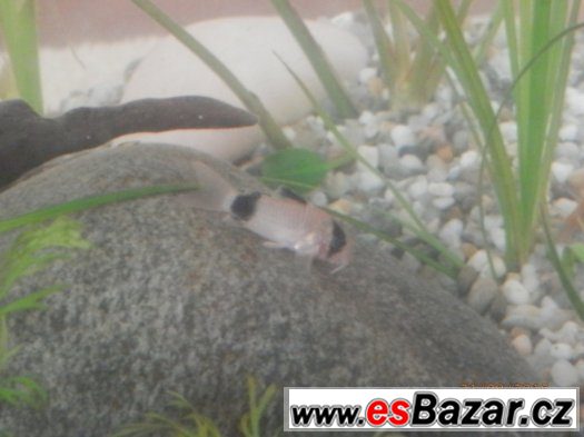 Corydoras fešáček PANDA nesmí chybět v žádné nádrži