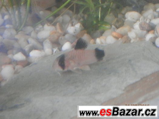 Corydoras fešáček PANDA nesmí chybět v žádné nádrži