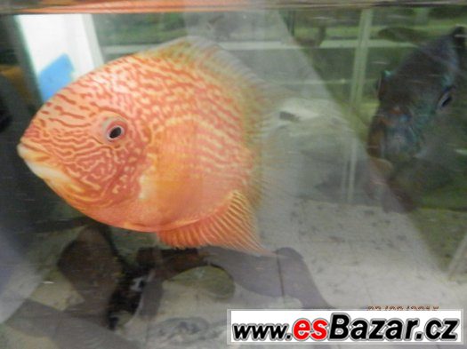 HEROS severum 5 cm, 10cm 13cm,