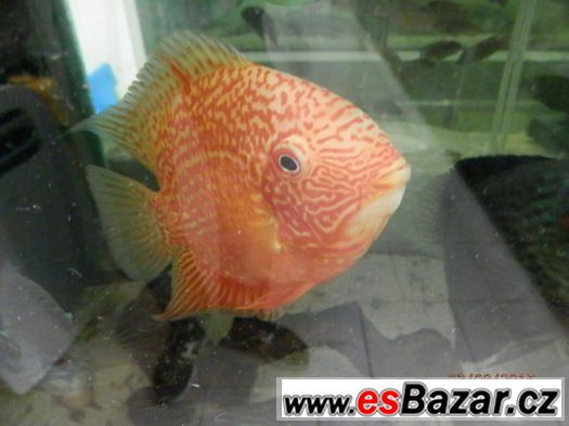 HEROS severum 5 cm, 10cm 13cm,