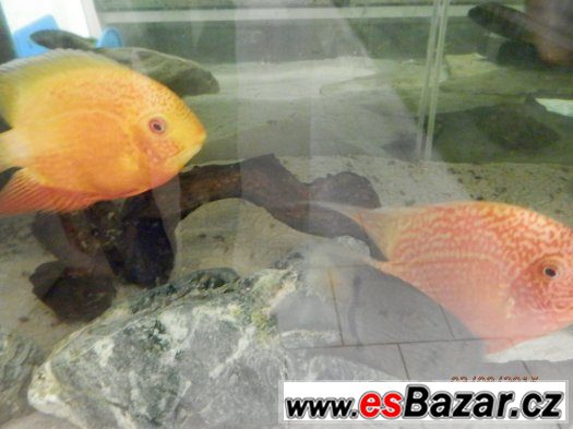 HEROS severum 5 cm, 10cm 13cm,