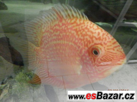 HEROS severum 5 cm, 10cm 13cm,