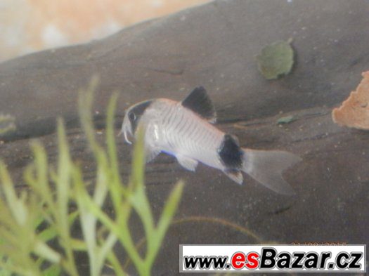 Corydoras fešáček PANDA nesmí chybět v žádné nádrži. Přátels