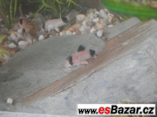 Corydoras fešáček PANDA nesmí chybět v žádné nádrži. Přátels