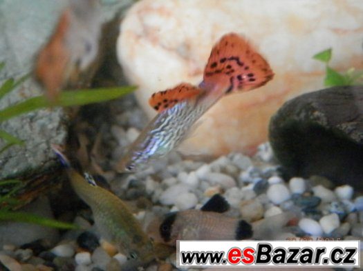 Poecilia Reticulata - velmi sitě vybarvení samci, s pěknou Poecilia Reticulata - velmi sitě vybarvení samci, s pěknou