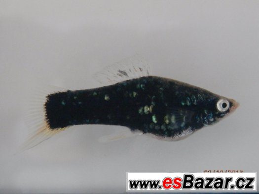 Xiphophorus helleri BLACK - pěkné, 4,5 - 5,5 cm, s odleskem