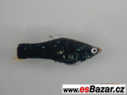 Xiphophorus helleri BLACK - pěkné, 4,5 - 5,5 cm, s odleskem