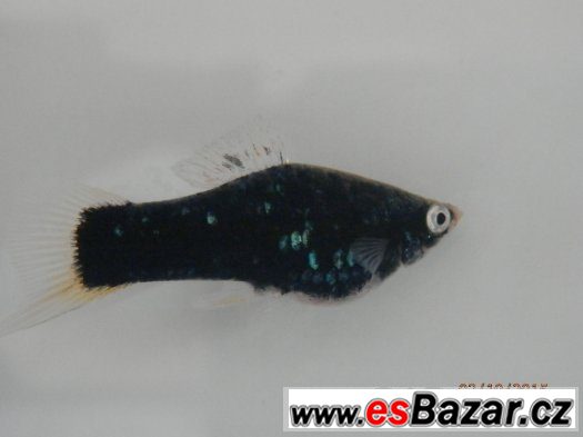 Xiphophorus helleri BLACK - pěkné, 4,5 - 5,5 cm, s odleskem