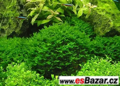 AKVARIJNÍ ROSTLINA MONOSOLENIUM TENERUM
