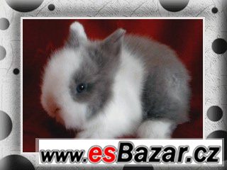 VÁNOČNÍ TEDDY MIMI S VP VÁNOČNÍ TEDDY MIMI S VP