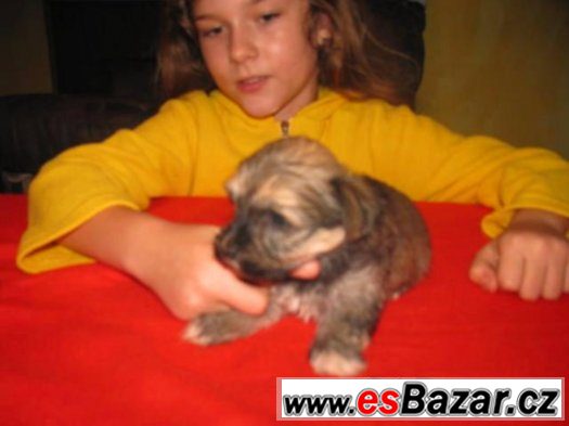 Havanský psík, štěně s rodokmenem, kluci