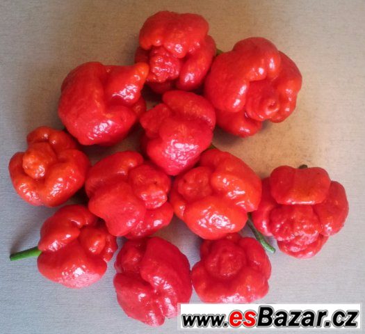 Trinidad Scorpion Moruga - sušené chilli