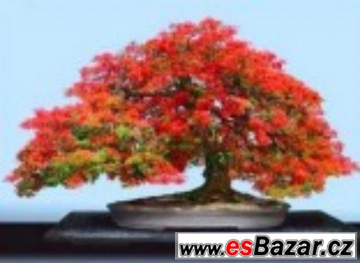 Delonix Regia - semena Delonix Regia - semena