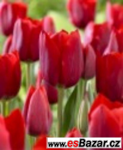 Tulipán červený - cibulky Tulipán červený - cibulky