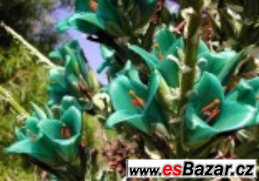 Puya Berteroniana - semena Puya Berteroniana - semena