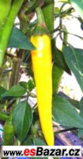 Chilli paprika Cayene pepper gold - semena