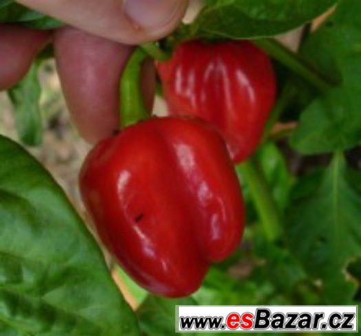 Chilli paprika Tobago - semena