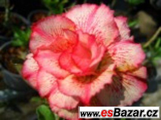 Adenium Petsayrung - semena