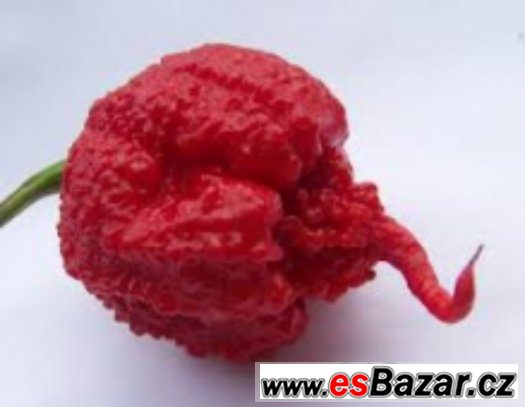 Chilli Carolina Reaper - semena