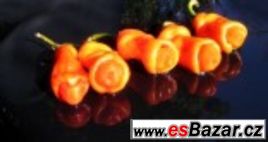 Chilli paprika Pepper Peter Orange - semena