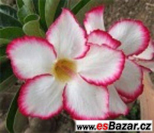 Adenium Mycoutry - semena