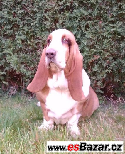 Basset Hound s PP