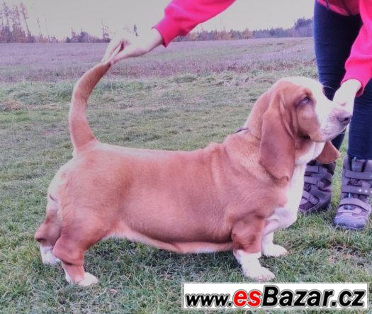 Basset Hound s PP