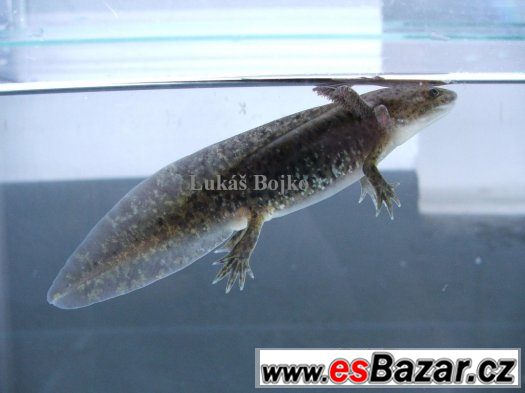 AXOLOTL MEXICKÝ  OD 80 kč/ kus