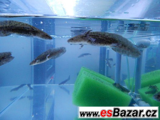 AXOLOTL MEXICKÝ  OD 80 kč/ kus