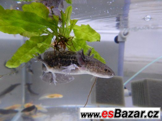 AXOLOTL MEXICKÝ  OD 80 kč/ kus